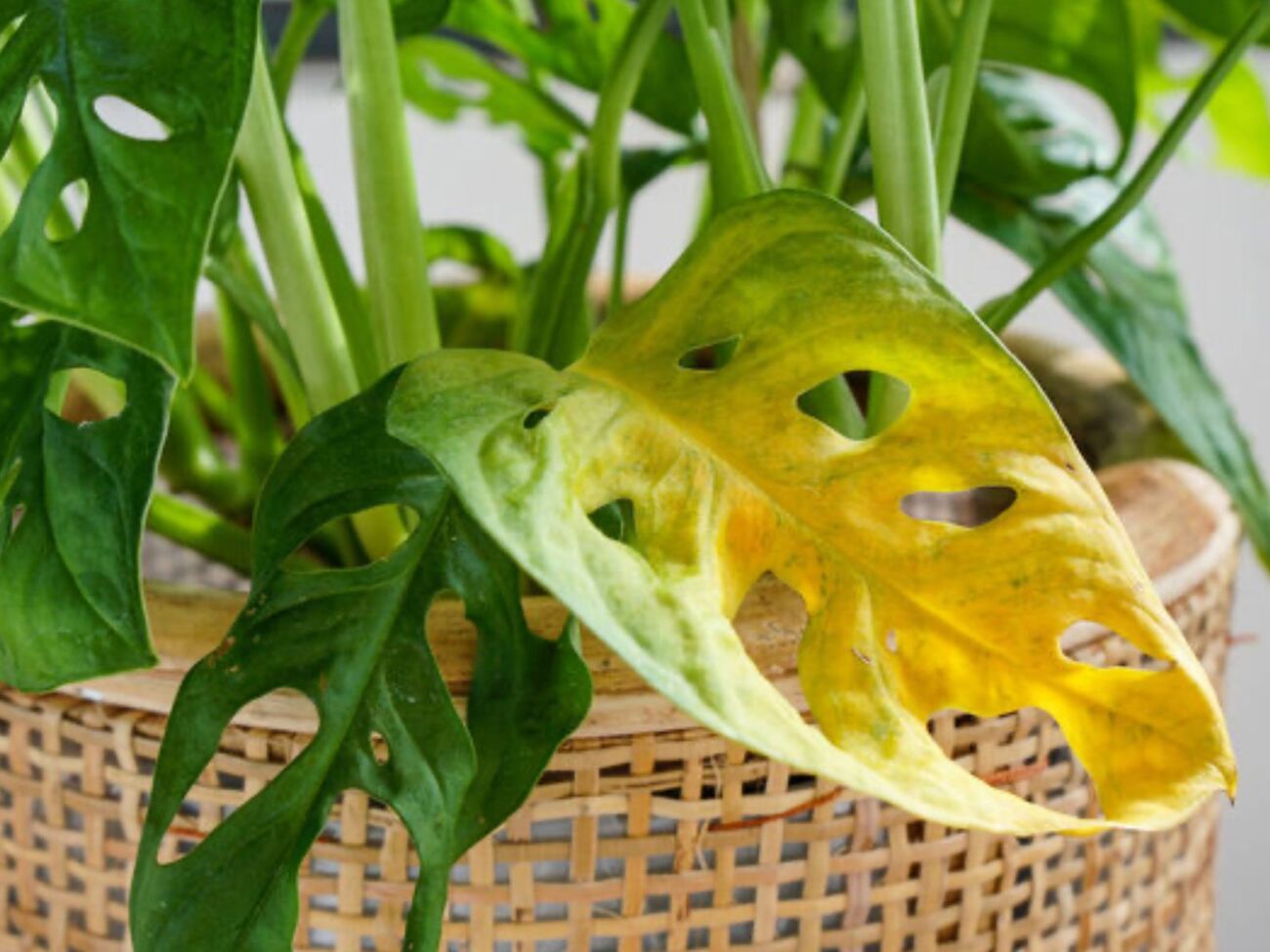 Переувлажненное растение можно восстановить