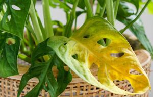 Переувлажненное растение можно восстановить