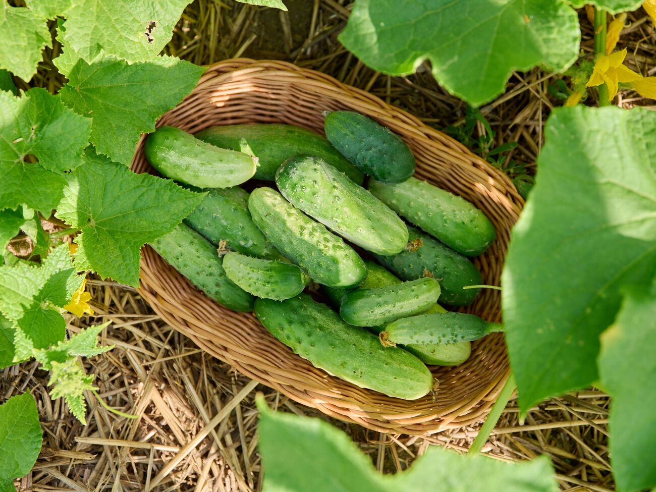 Плоды будут иметь наилучшее качество