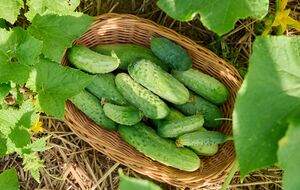 Плоды будут иметь наилучшее качество