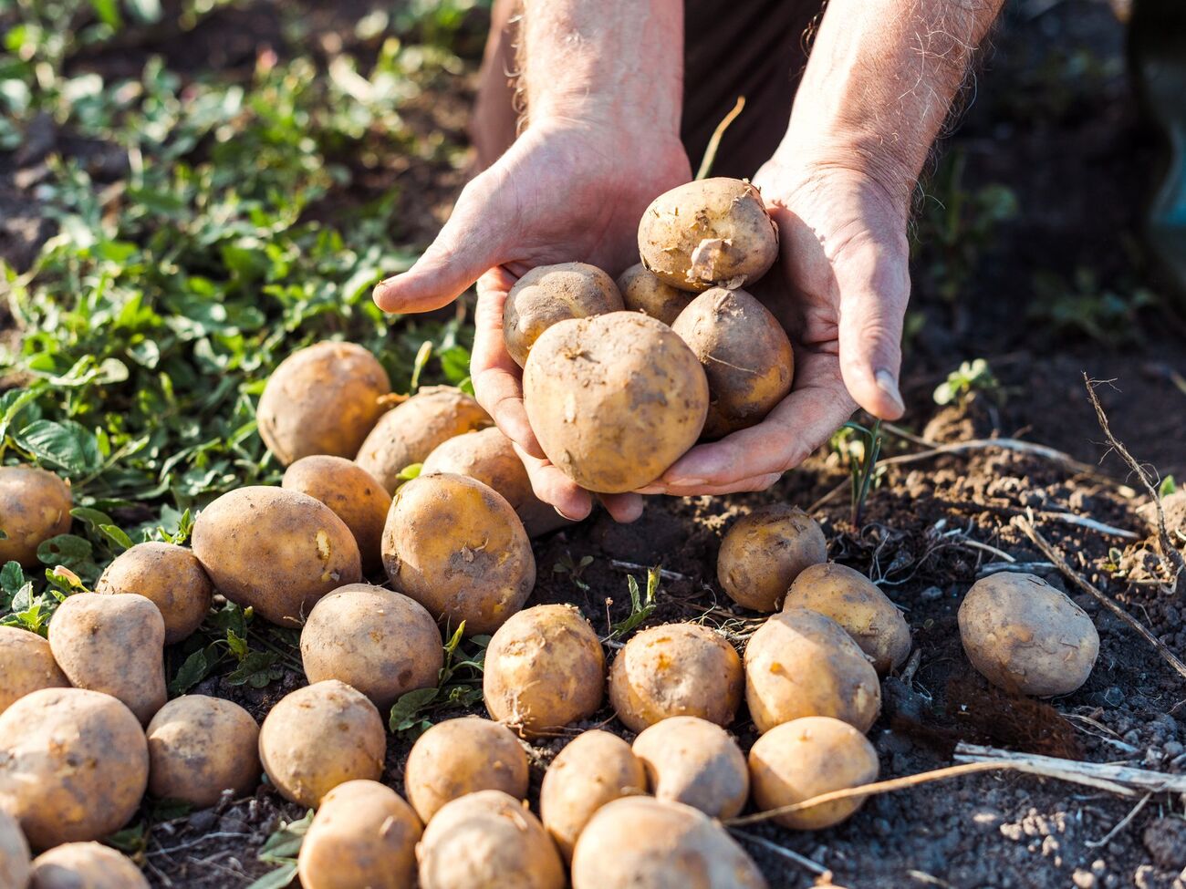 Лучшие сорта картофеля неприхотливы в уходе