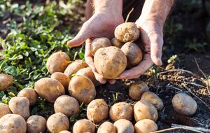 Найкращі сорти картоплі невибагливі в догляді