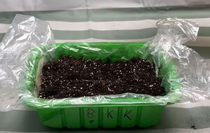 Если окна дома не выходят на юг, то лучше в этом году перец посеять немного позже, чтобы рассада росла здоровой и не вытягивалась