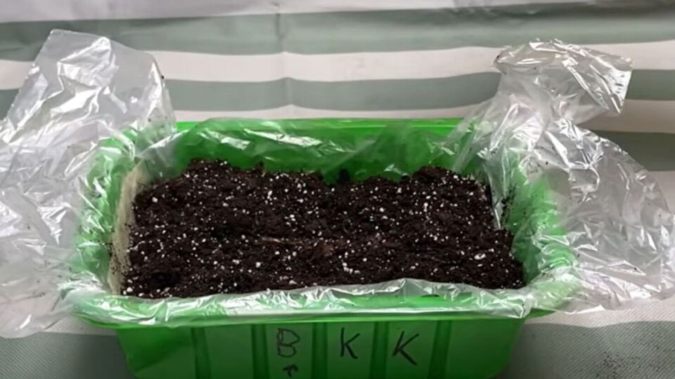 Якщо вікна вдома не виходять на південь, то краще цього року перець посіяти трохи пізніше, щоб розсада росла здоровою й не витягувалася