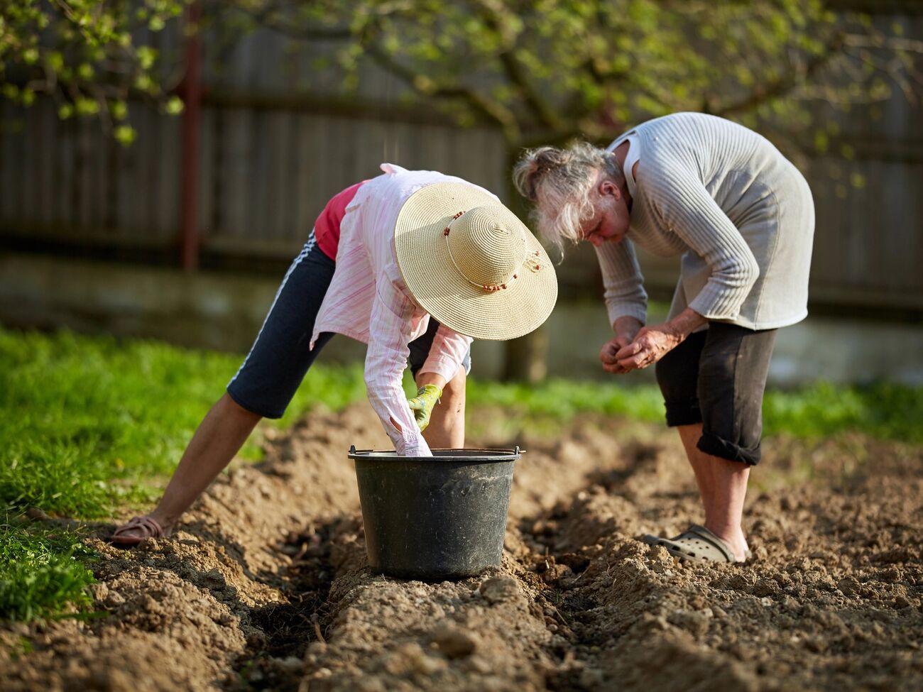 Высаживая картофель, используйте для подкормки древесную золу, компост и обычную траву