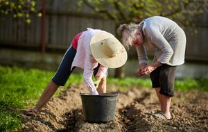 Высаживая картофель, используйте для подкормки древесную золу, компост и обычную траву