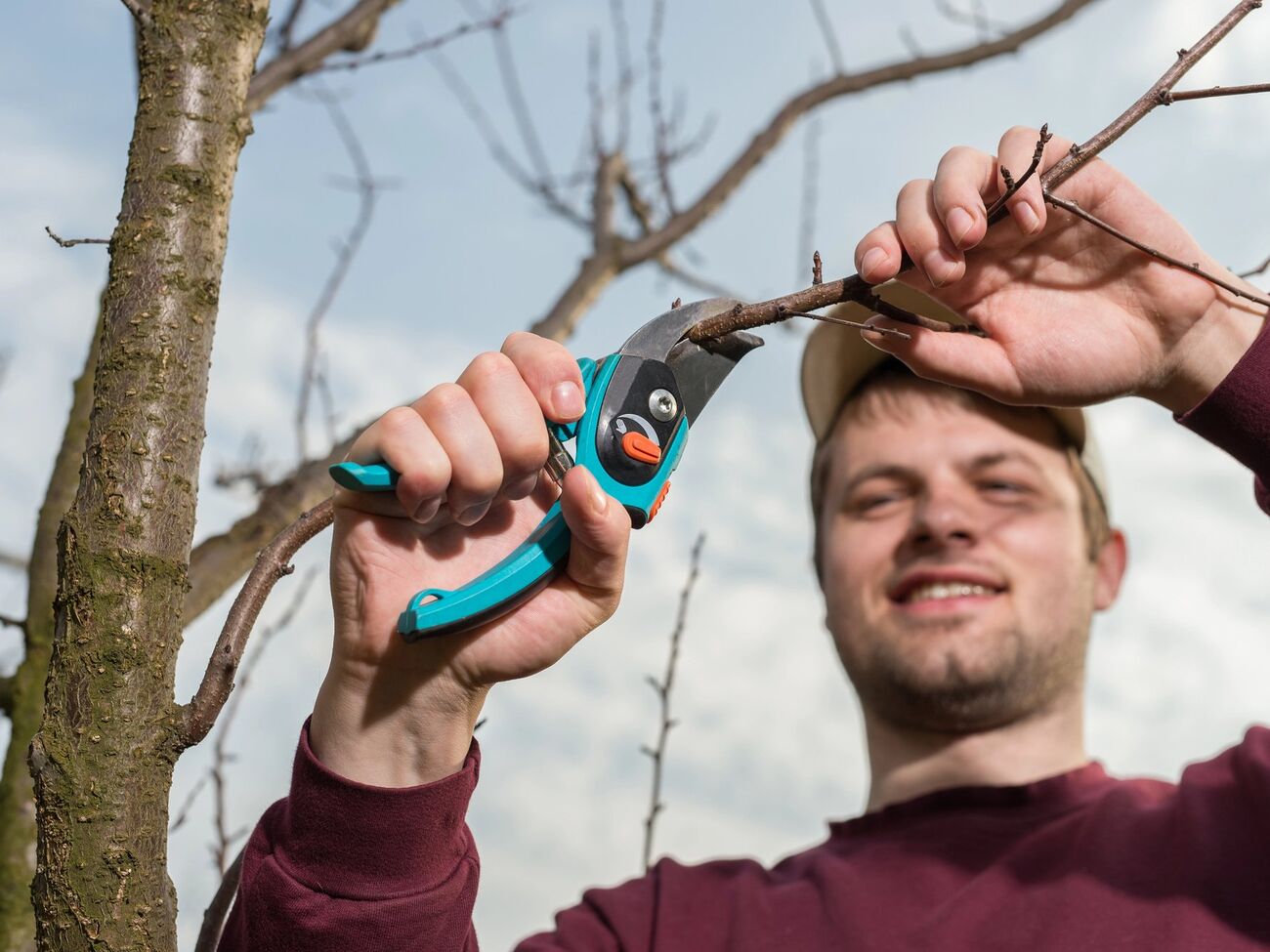 Обрезка деревьев происходит в разные периоды весны