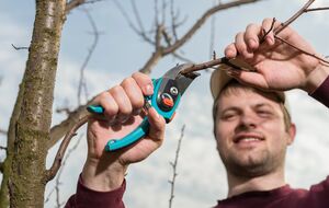 Обрезка деревьев происходит в разные периоды весны