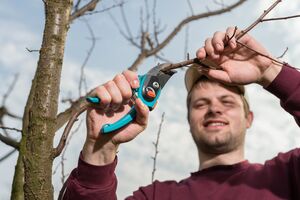 Обрезка деревьев происходит в разные периоды весны