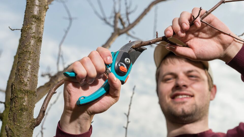 Обрезка деревьев происходит в разные периоды весны