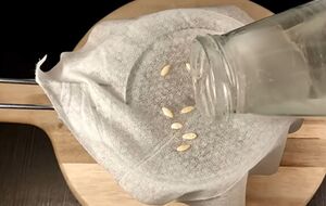 Семена перед проращиванием нужно замочить