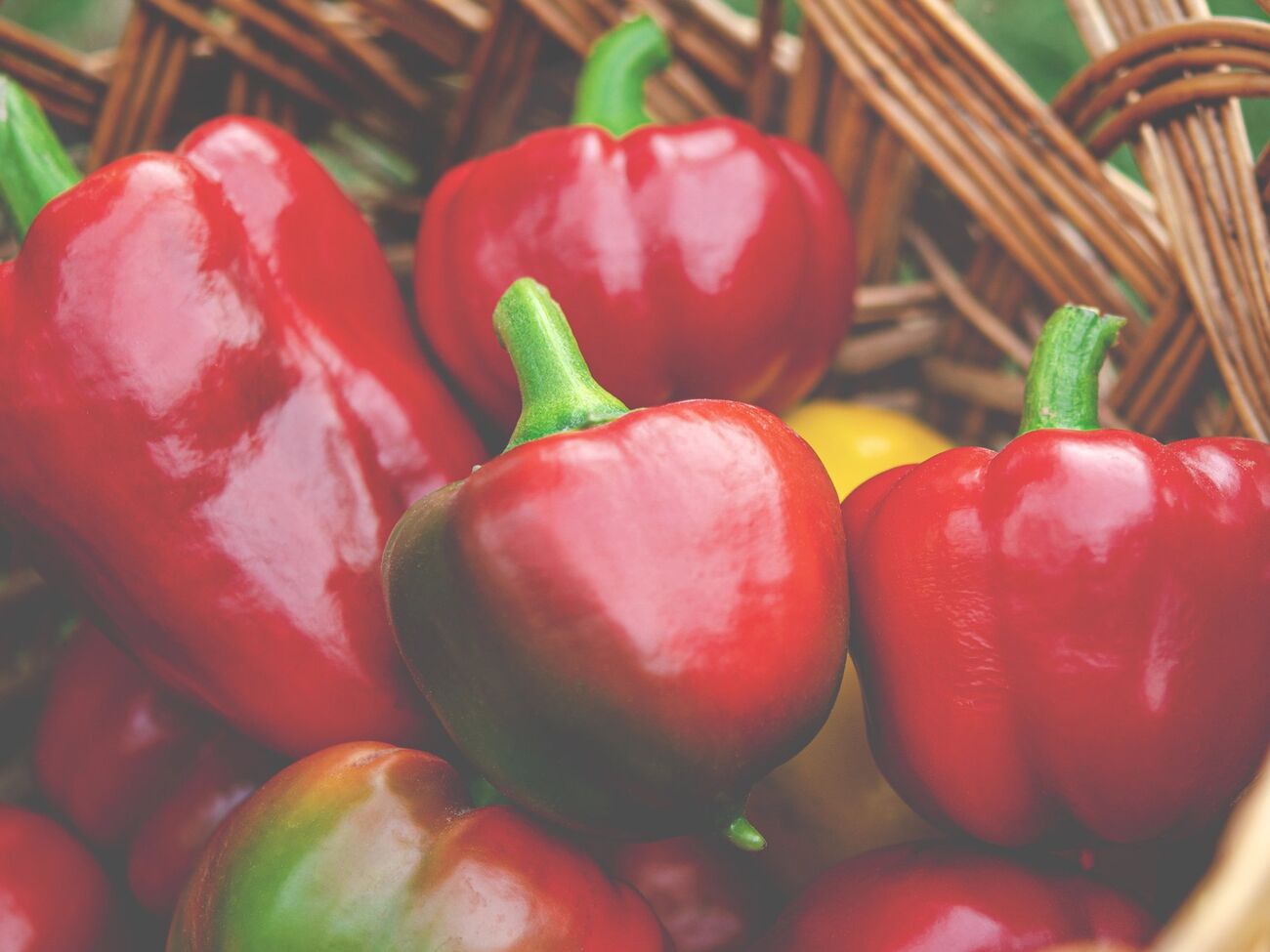 У період зав'язування плодів рослина потребує калію й фосфору