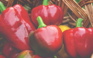 У період зав'язування плодів рослина потребує калію й фосфору