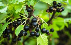 Смородина сформирует завязь плодов