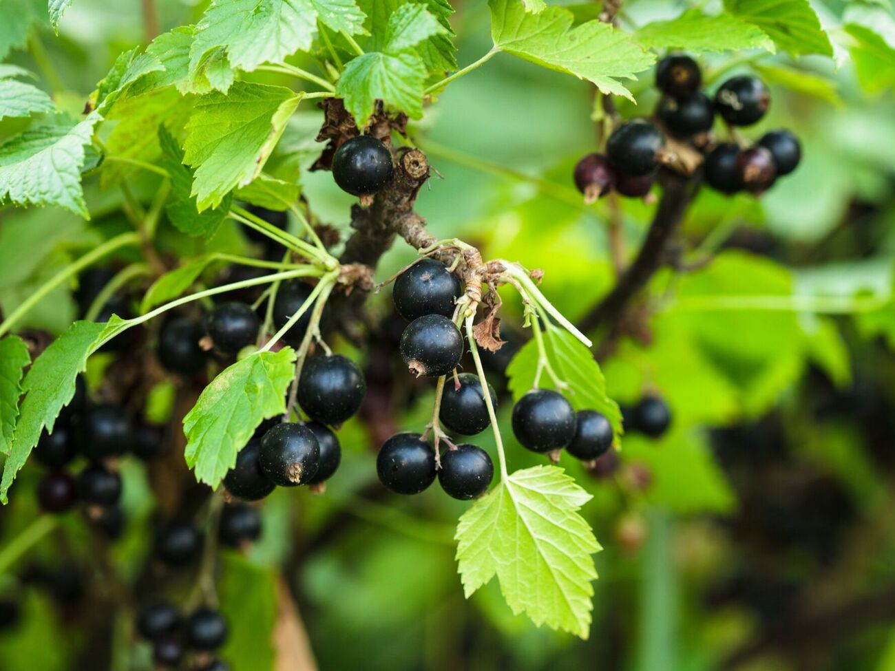 Смородина сформує зав'язь плодів