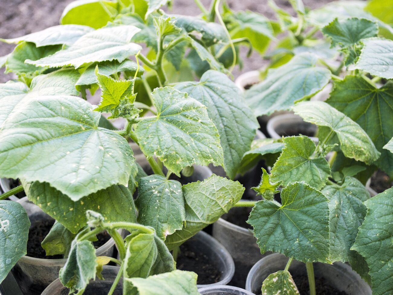 Огородница посоветовала перед посевом прорастить семена в лотках на влажной туалетной бумаге или салфетках