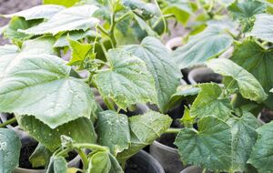 Огородница посоветовала перед посевом прорастить семена в лотках на влажной туалетной бумаге или салфетках