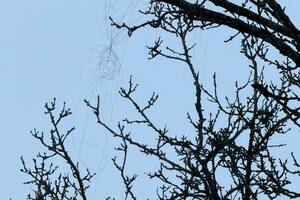 В Харькове зафиксировали применение дрона РФ на оптоволокне