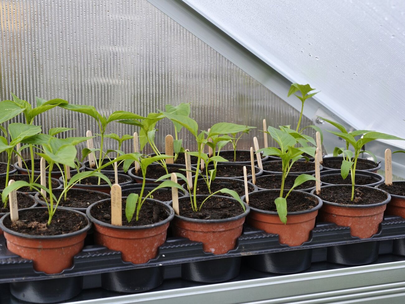 Опрыскивание молоком подходит для рассады томатов, перцев, огурцов и капусты