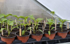 Опрыскивание молоком подходит для рассады томатов, перцев, огурцов и капусты