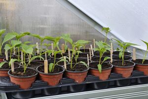 Опрыскивание молоком подходит для рассады томатов, перцев, огурцов и капусты