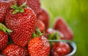 Полуниця цього сорту має дуже привабливий вигляд