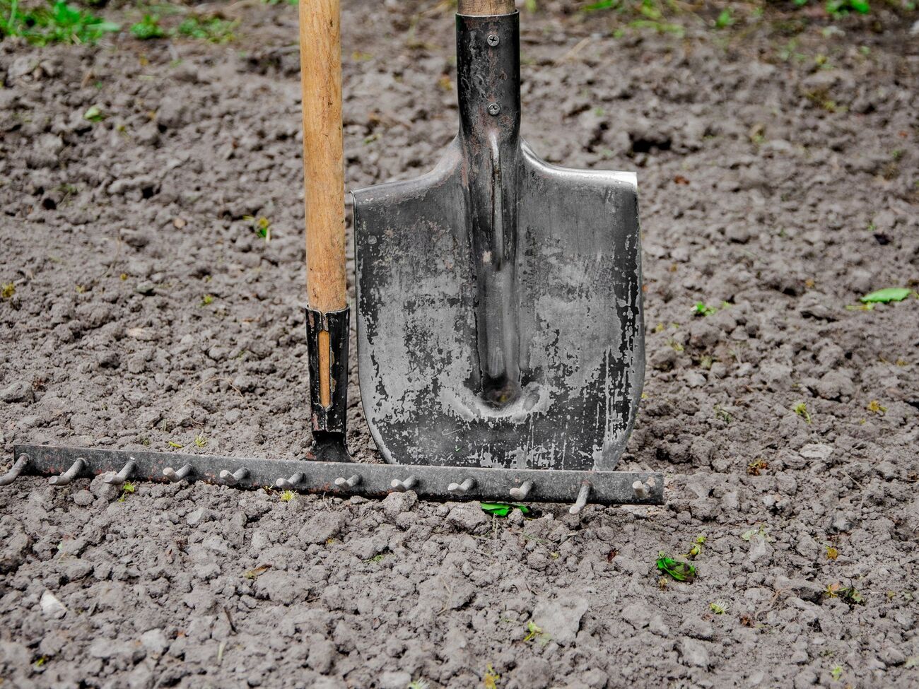 Оказавшись в земле, крупа превращается в гумус и делает землю более рыхлой и плодородной