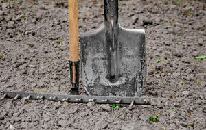 Оказавшись в земле, крупа превращается в гумус и делает землю более рыхлой и плодородной