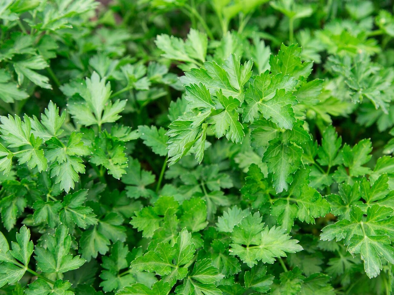 Петрушка потішить якісним урожаєм