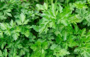 Петрушка порадует качественным урожаем