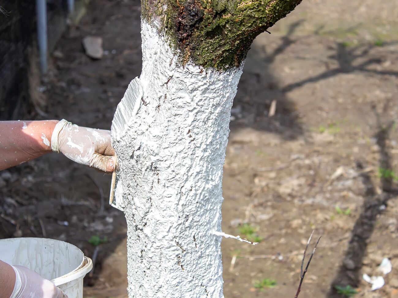 Деревья белят после того как сойдет снег