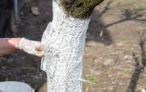 Деревья белят после того как сойдет снег