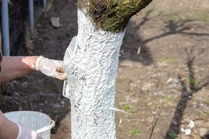 Дерева білять після того як зійде сніг