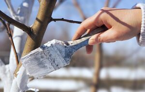 Побелить деревья можно самостоятельно