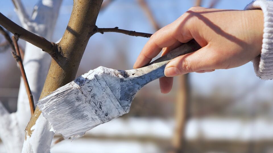 Побілити дерева можна самостійно