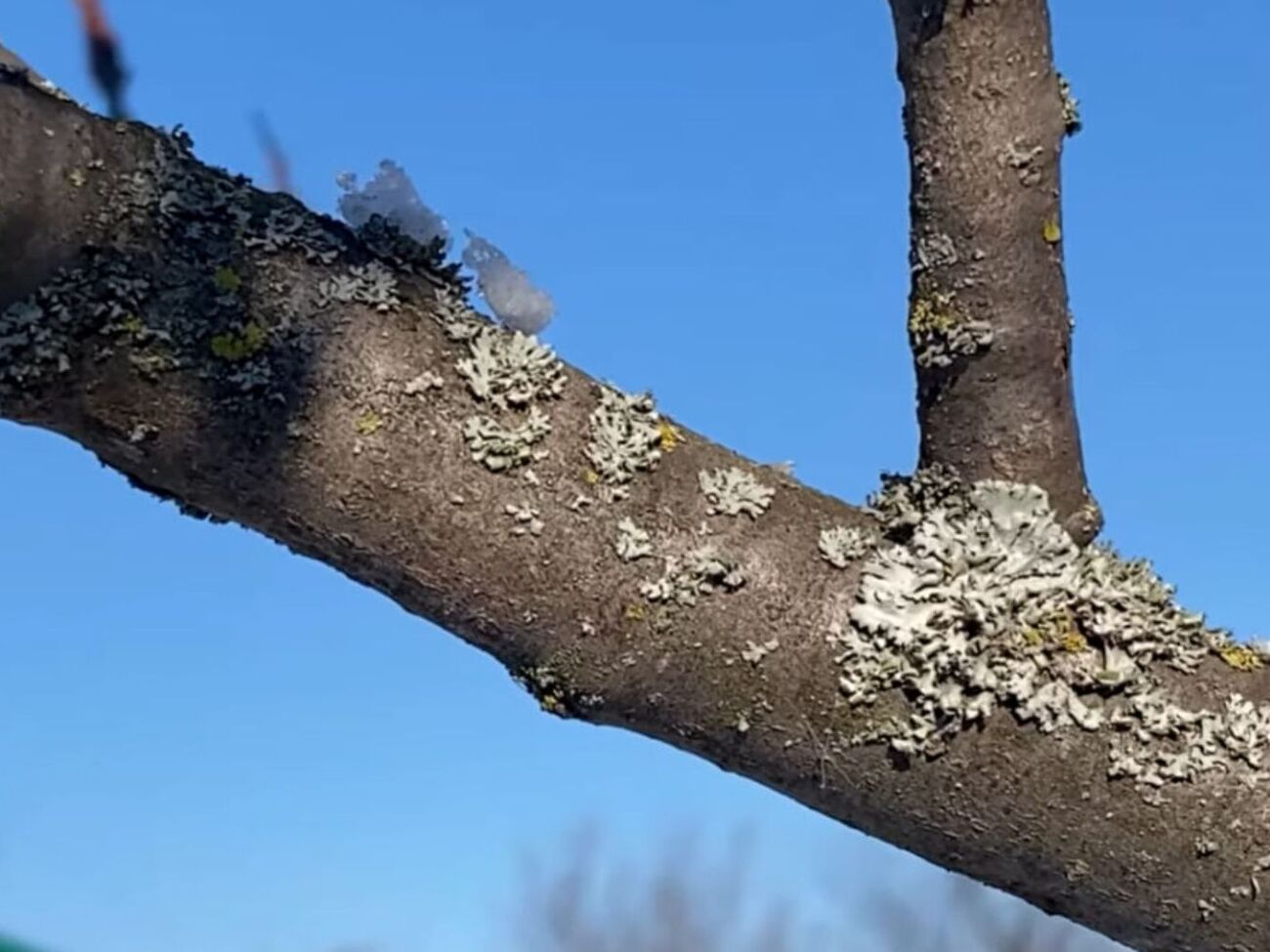Здоровая и чистая кора способствует долгой жизни дерева и лучшему плодоношению