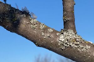 Здоровая и чистая кора способствует долгой жизни дерева и лучшему плодоношению