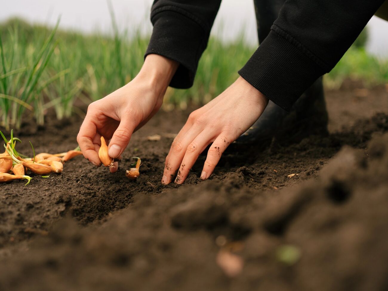 Для посева отберите качественный посадочный материал