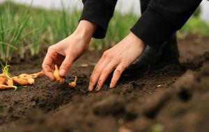 Для посева отберите качественный посадочный материал