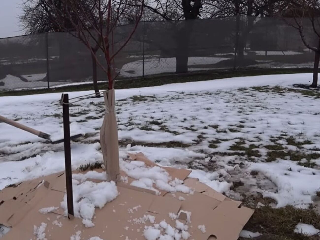 Однорічні, дво- й трирічні саджанці найуразливіші до різких перепадів температури