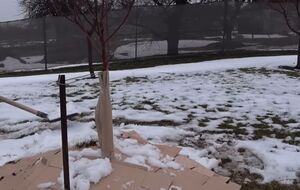 Однолетние, двух- и трехлетние саженцы наиболее уязвимы к резким перепадам температуры