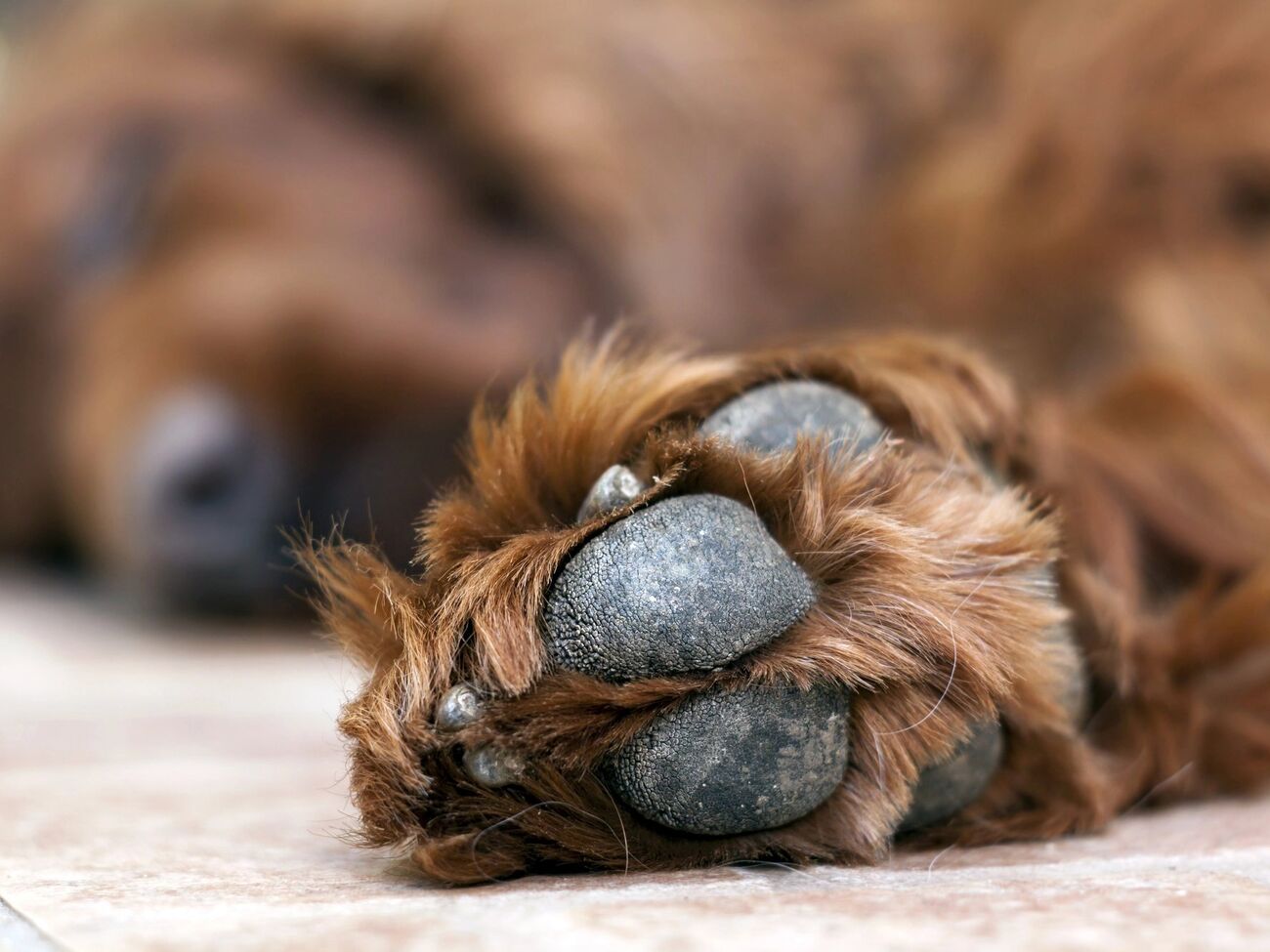 За даними поліції, постріл у собаку здійснили із пневматичної гвинтівки