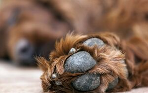 За даними поліції, постріл у собаку здійснили із пневматичної гвинтівки