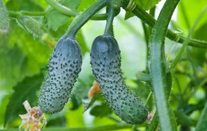 Огородник отметил, что в одинаковых условиях и при одинаковой подкормке разные сорта огурцов дают совершенно разный результат