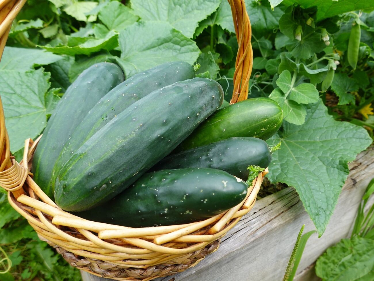 Блогер порекомендовал высевать семена для неотапливаемой теплицы в начале апреля