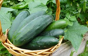 Блогер порекомендовал высевать семена для неотапливаемой теплицы в начале апреля