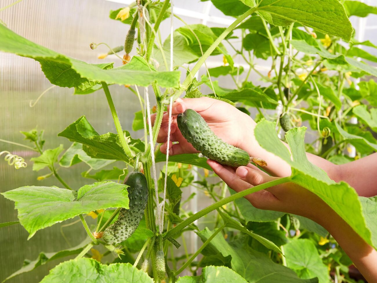 Высевать семена огурцов для неотапливаемой теплицы нужно в начале апреля