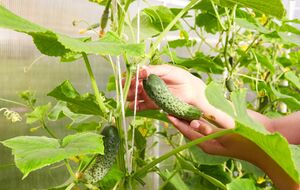 Высевать семена огурцов для неотапливаемой теплицы нужно в начале апреля