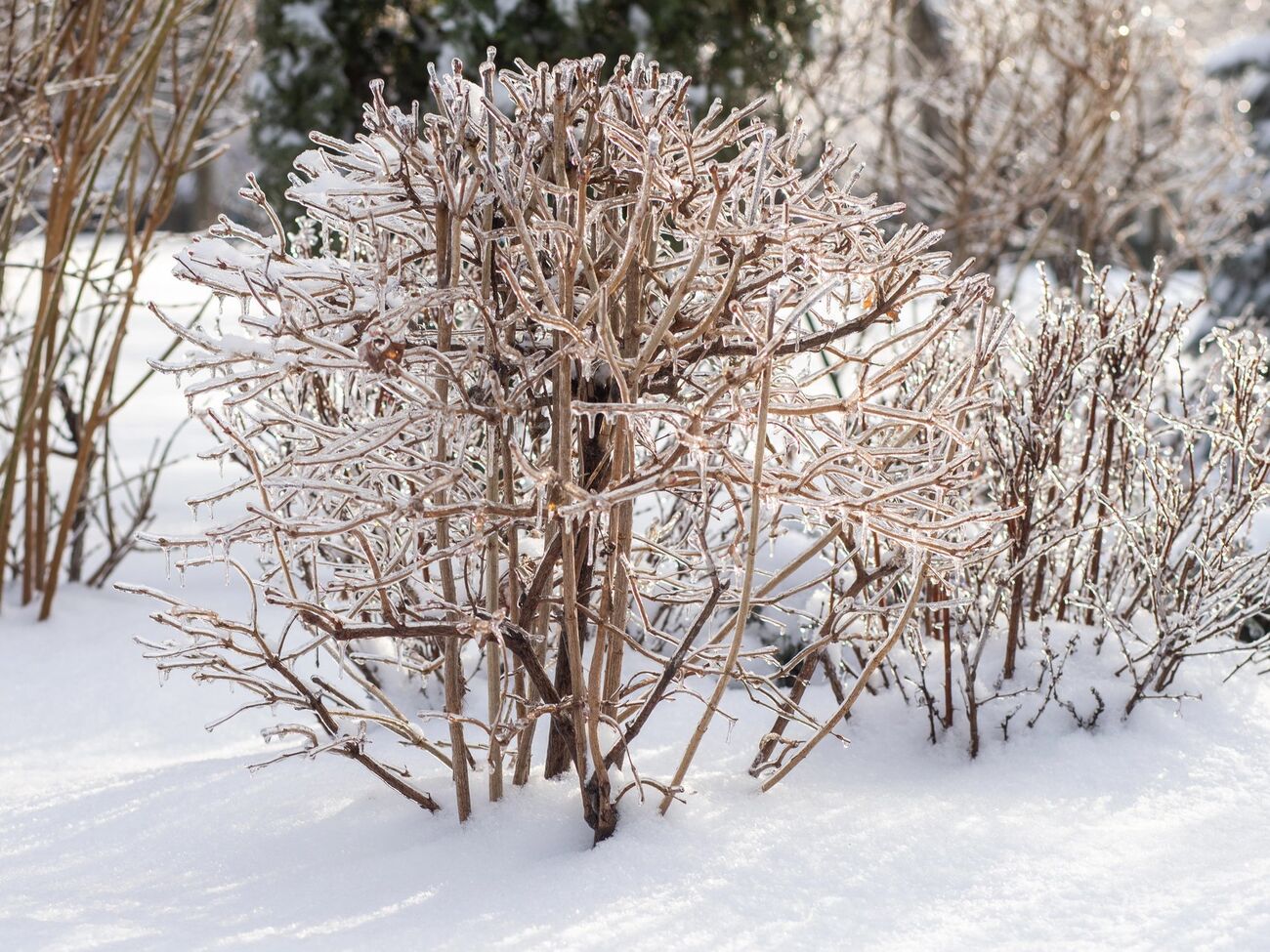 В феврале снег может начать таять