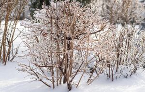 В феврале снег может начать таять